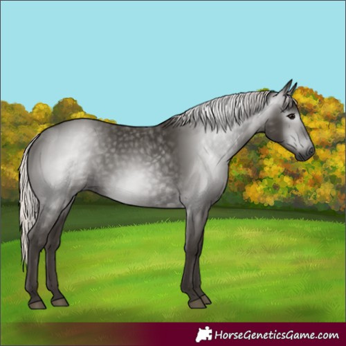 Horse Color:Gray Silver Black 