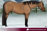 Horse Color:Gray Bay Dun 