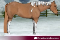 Horse Color:Red Roan Tobiano 