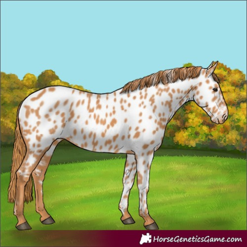 Horse Color:Chestnut Near Leopard 