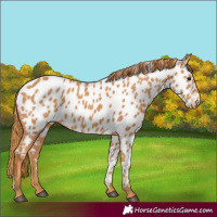 Horse Color:Chestnut Near Leopard 