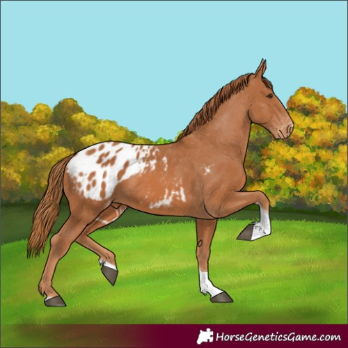 Horse Color:Chestnut Tobiano Appaloosa