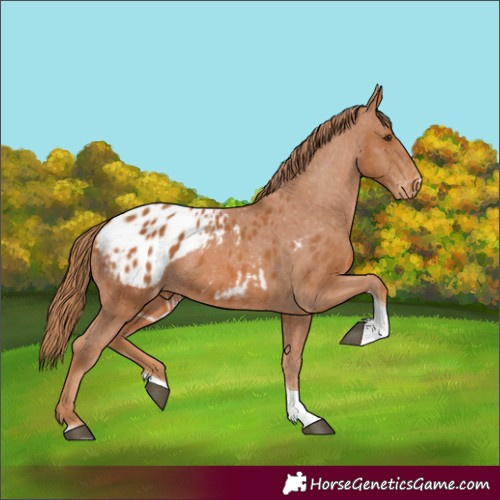 Horse Color:Chestnut Tobiano Blanket 