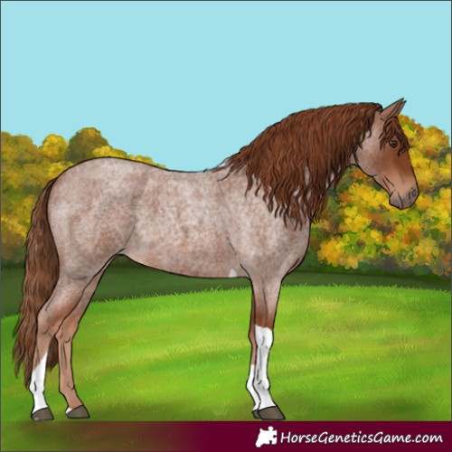 Horse Color:Red Roan Tobiano 