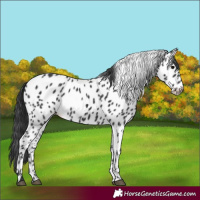 Horse Color:Black Appaloosa