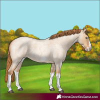 Horse Color:Red Dun Roan Splash Frame Rabicano 