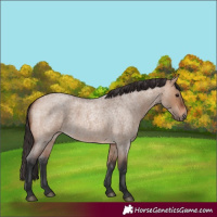 Horse Color:Bay Roan Dun 