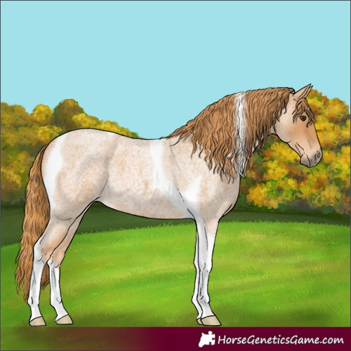 Horse Color:Red Roan Tobiano 