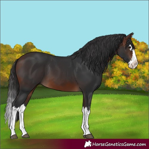 Horse Color:Brown Splash 
