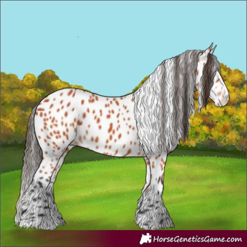Horse Color:Bay Splash Appaloosa 