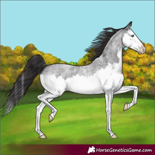 Horse Color:Smoky Blue Roan Splash 