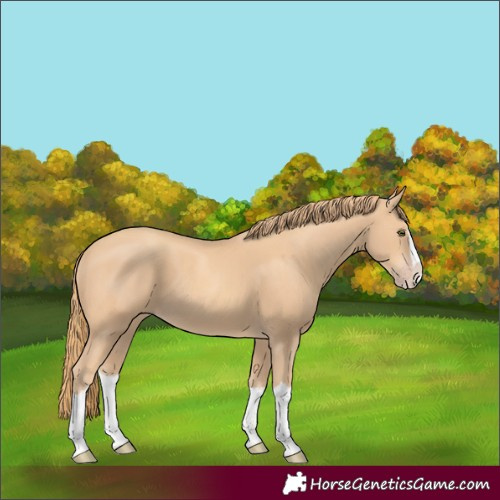 Horse Color:Gold Champagne Splash 