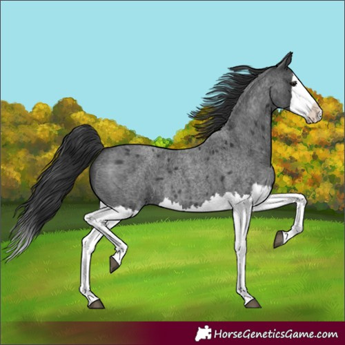 Horse Color:Blue Roan Splash 