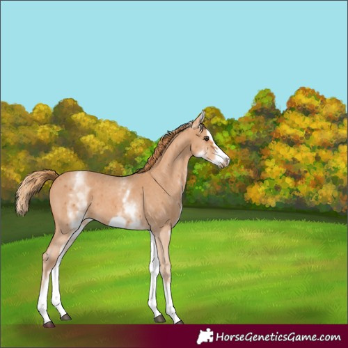 Horse Color:White Spotted Chestnut Sabino Splash Frame 