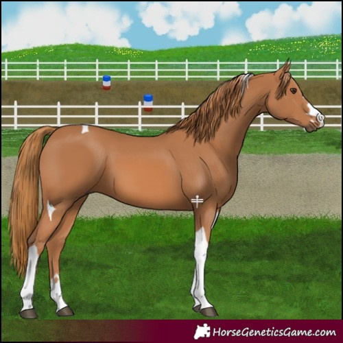 Horse Color:Chestnut Tobiano 