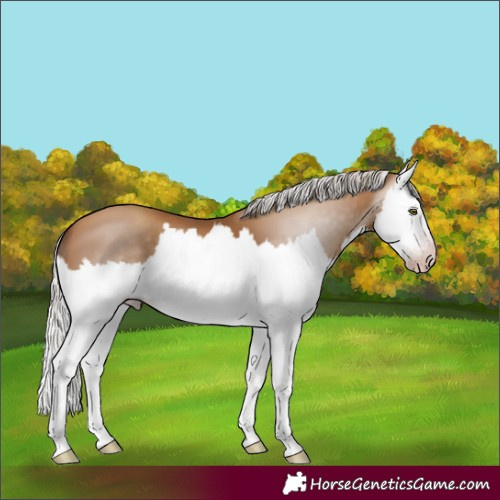 Horse Color:Gray Silver Amber Champagne Splash 