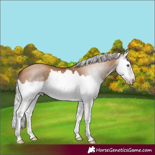 Horse Color:Gray Silver Amber Champagne Splash