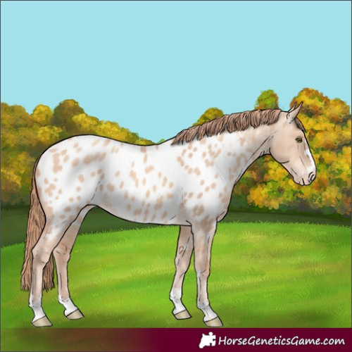 Horse Color:Gold Champagne Dun Appaloosa 