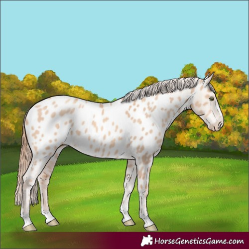 Horse Color:Gold Champagne Dun Appaloosa