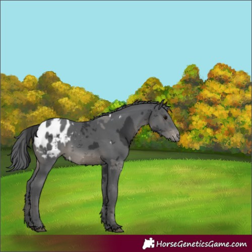 Horse Color:White Spotted Black Merle Blanket 