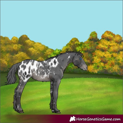 Horse Color:White Spotted Black Merle Appaloosa 