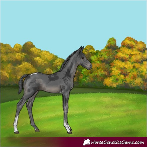 Horse Color:Black Merle Tobiano