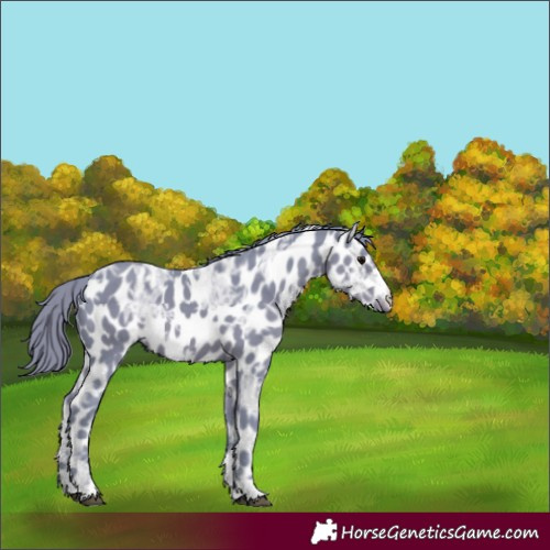 Horse Color:Watercolor Black Ice Appaloosa 