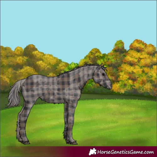 Horse Color:Plaid  Black Merle 