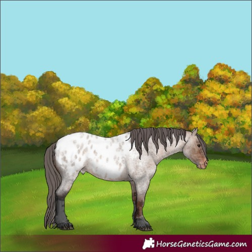Horse Color:Brown Roan Dun Merle Appaloosa 