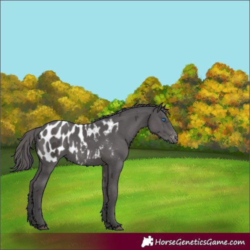 Horse Color:Smoky Black Merle Appaloosa 