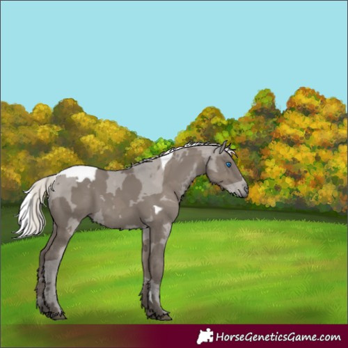 Horse Color:Silver Grullo Merle 