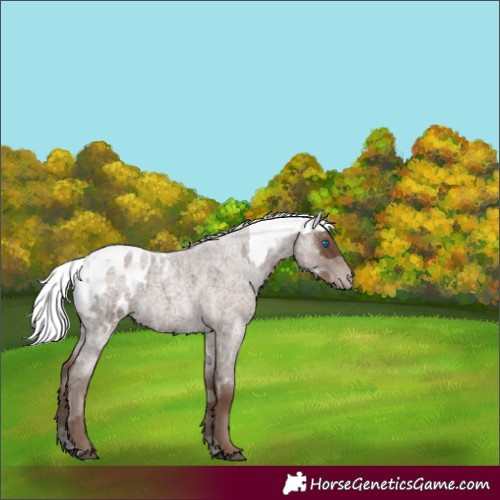 Horse Color:Silver Blue Roan Merle Appaloosa 