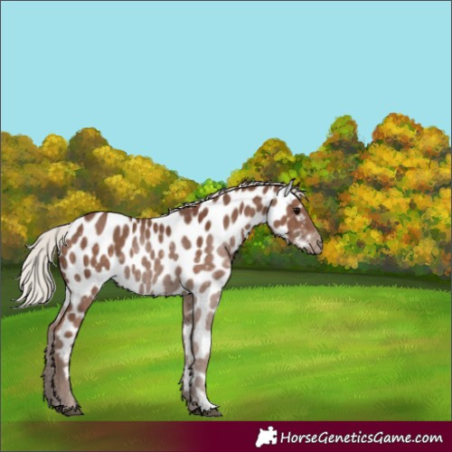 Horse Color:Silver Black Near Leopard 
