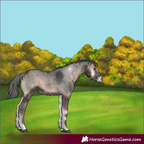 Horse Color:Blue Onyx Merle 