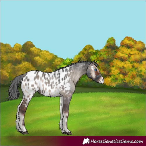Horse Color:Blue Onyx Merle Near Leopard 