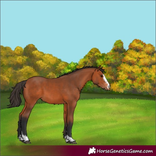 Horse Color:Bay Appaloosa