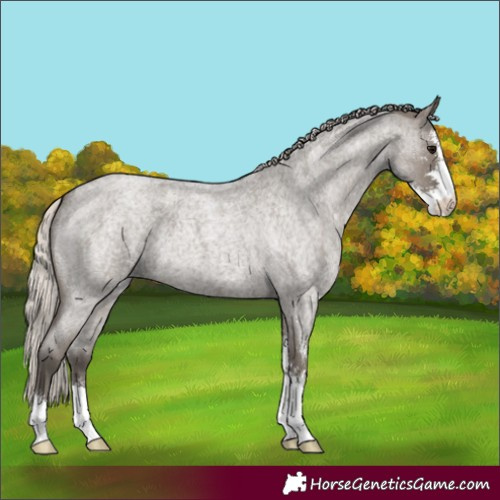 Horse Color:Silver Grullo Roan Sabino 