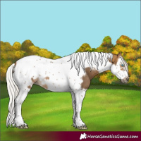 Horse Color:Silver Buckskin Splash Tobiano Frame 