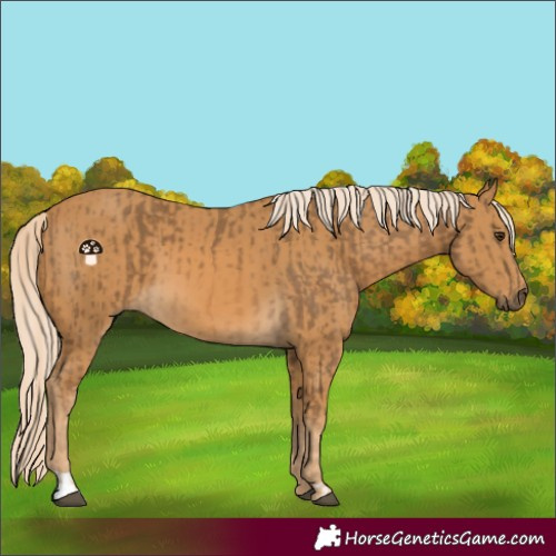 Horse Color:Chocolate Palomino  and Palomino 