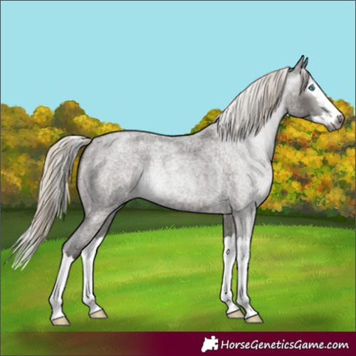 Horse Color:Gray Silver Smoky Blue Roan Splash 