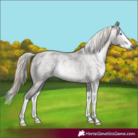 Horse Color:Gray Silver Smoky Blue Roan Splash 