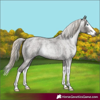 Horse Color:Gray Silver Smoky Blue Roan Splash 