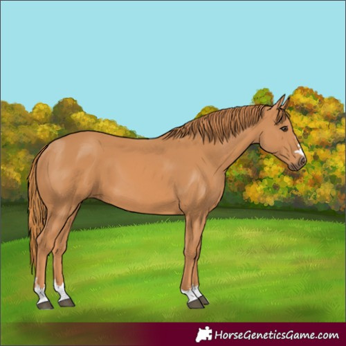Horse Color:Chestnut 