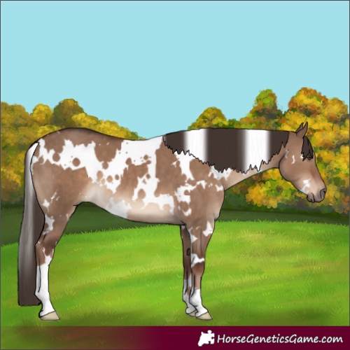 Horse Color:White Spotted Liver Red Dun