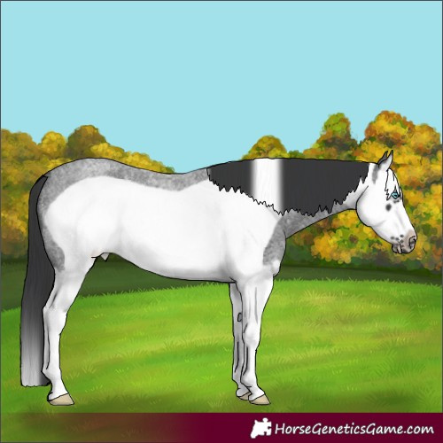 Horse Color:Blue Roan Splash Frame