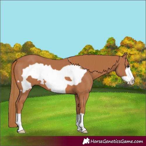 Horse Color:Chestnut Frame