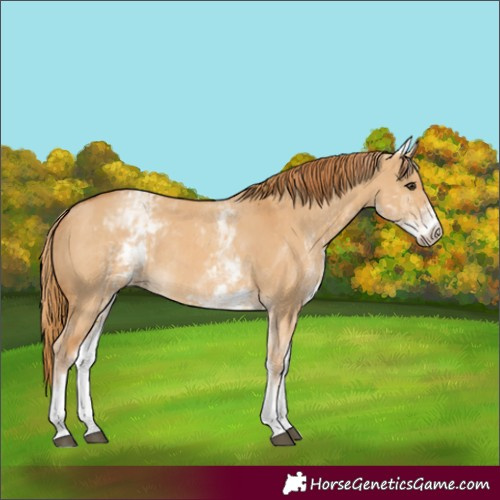 Horse Color:White Spotted Red Dun Rabicano  and White Spotted Red Dun Rabicano 