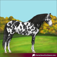 Horse Color:Gray Black Sabino Near Leopard Rabicano