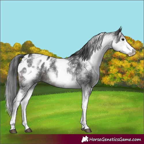 Horse Color:White Spotted Black Appaloosa 