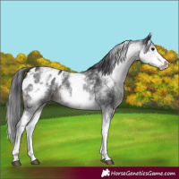 Horse Color:White Spotted Black Blanket 